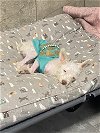 adoptable Dog in york, NE named Cannoli (TX)