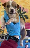 adoptable Dog in york, NY named Bonnie (AL)