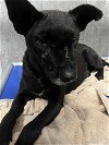 adoptable Dog in  named Panther (TX)