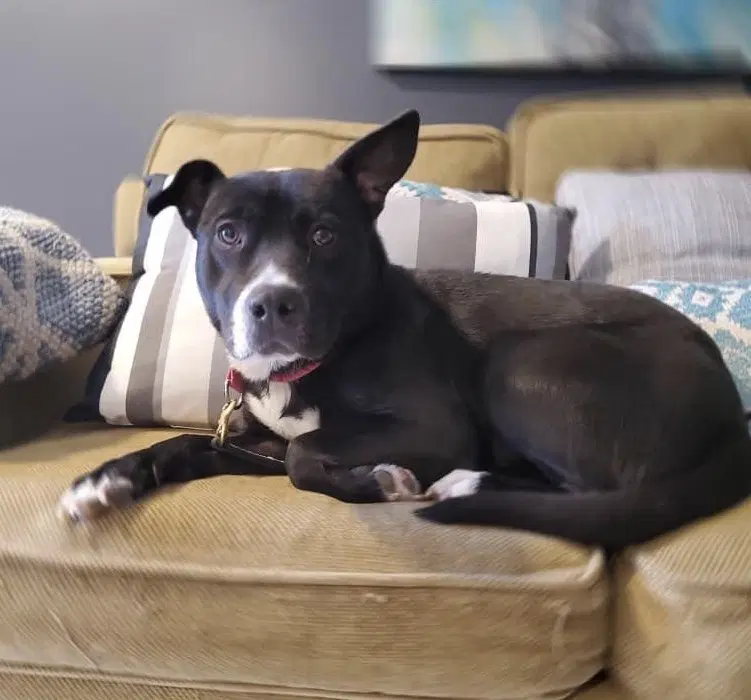 Savannah - Pit Bull Terrier