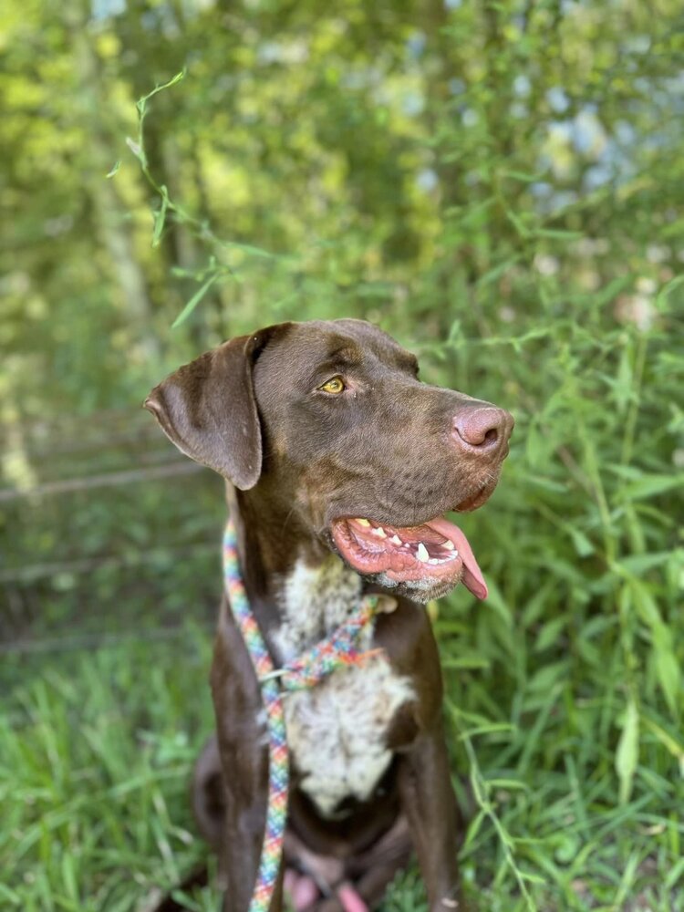 adoptable Dog in New York, NY named Bogey (MS)