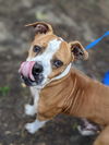 adoptable Dog in New York, NY named Spanky (SC)