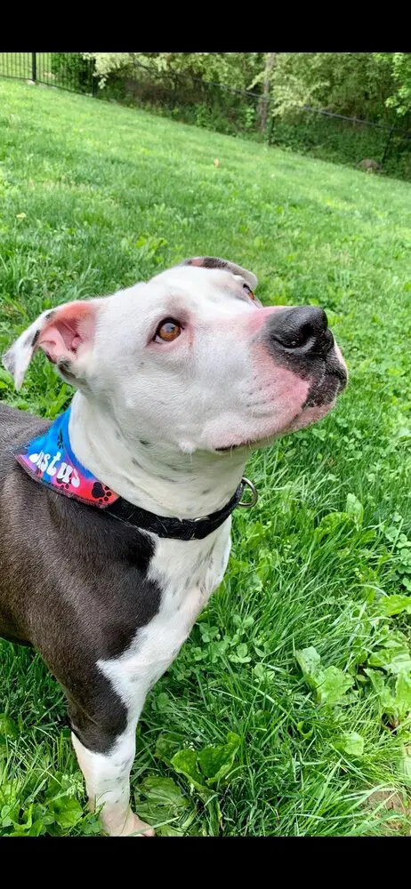 Justus - American Pit Bull Terrier