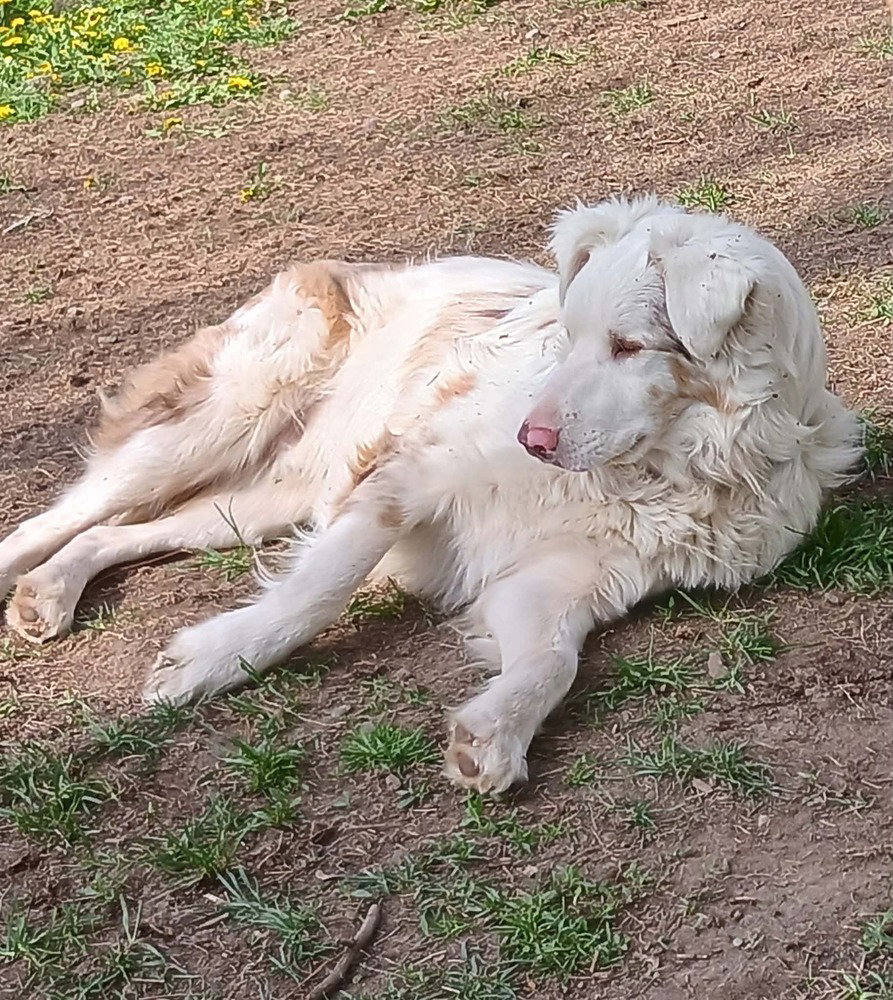 Riley (TN) Image