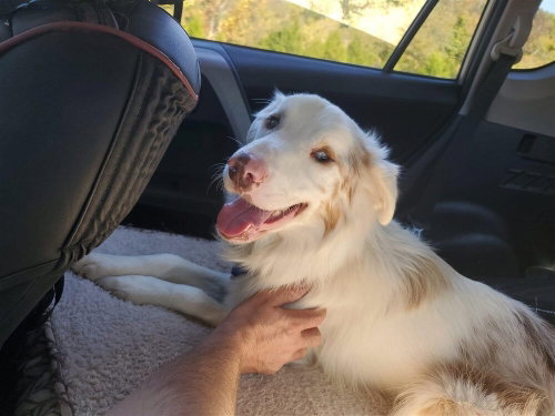 RILEY (TN) - Australian Shepherd available for adoption