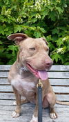 adoptable Dog in New York, NY named Pansie