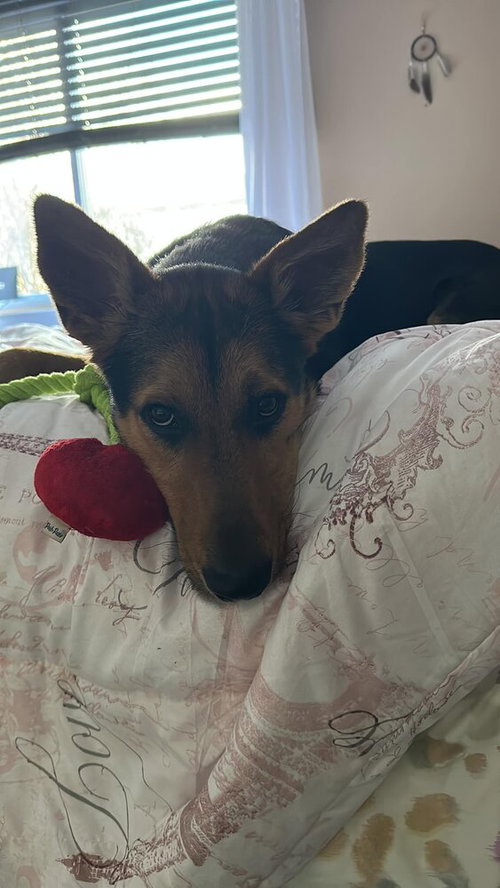 Chestnut (TX), an adoptable Shepherd in New York, NY