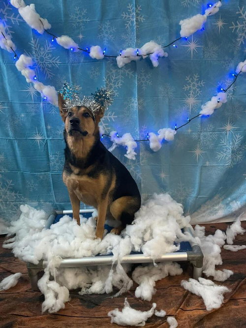 CHESTNUT (TX) - Shepherd available for adoption