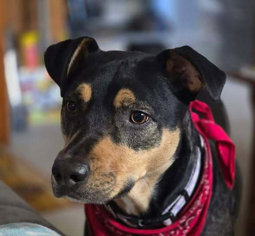 Kiwi (GA), an adoptable Hound in New York, NY