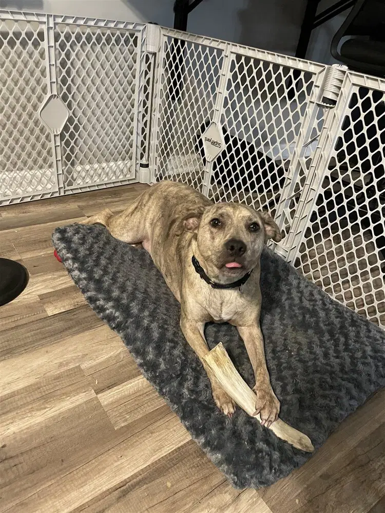 Rey Tx - Lab