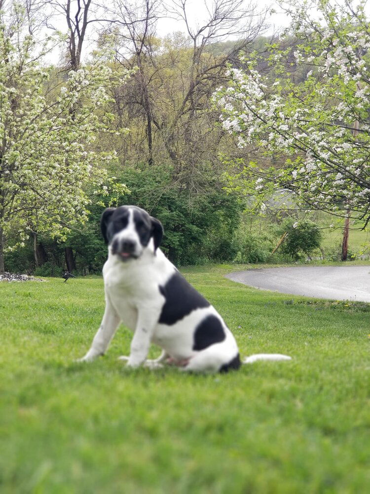 adoptable Dog in New York, NY named Panda (AL)