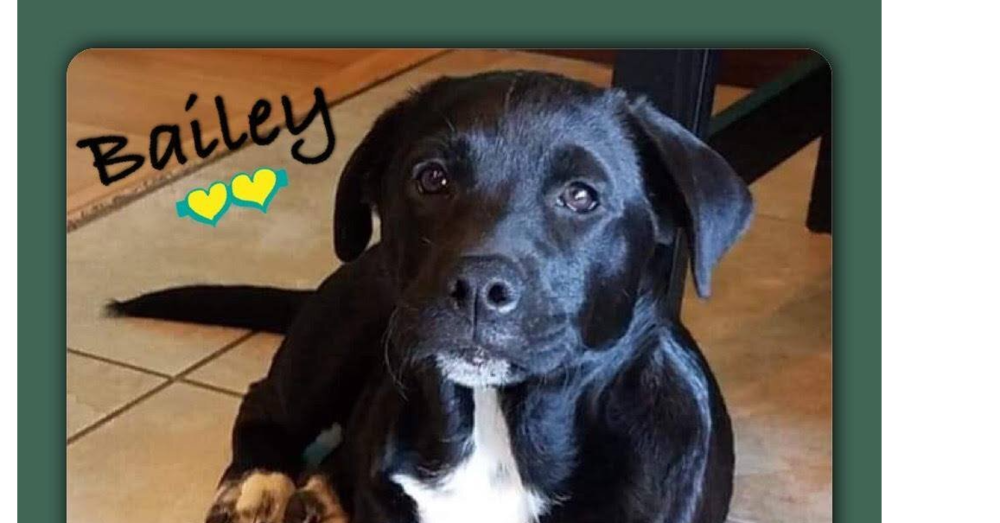 adoptable Dog in New York, NY named Bailey and Lucy (TX)