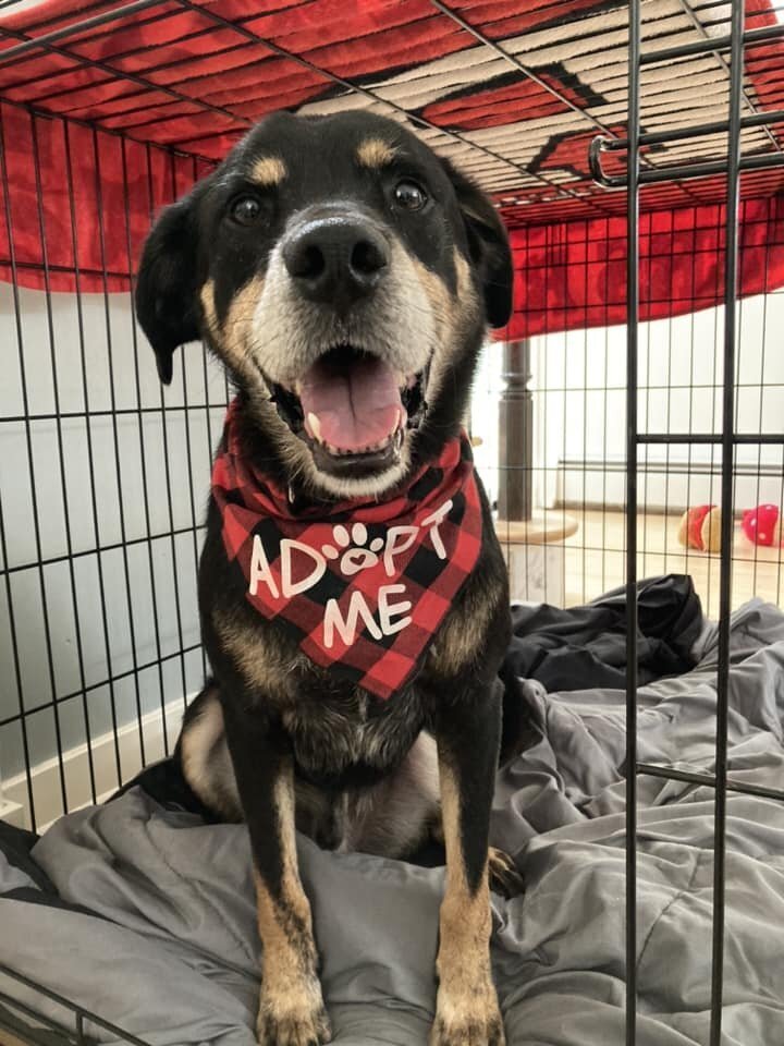 adoptable Dog in New York, NY named Percy (AL)