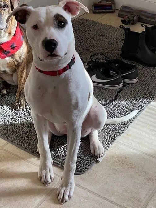 Leila - Pit Bull Terrier