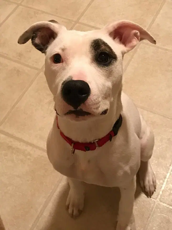 Leila image 2
