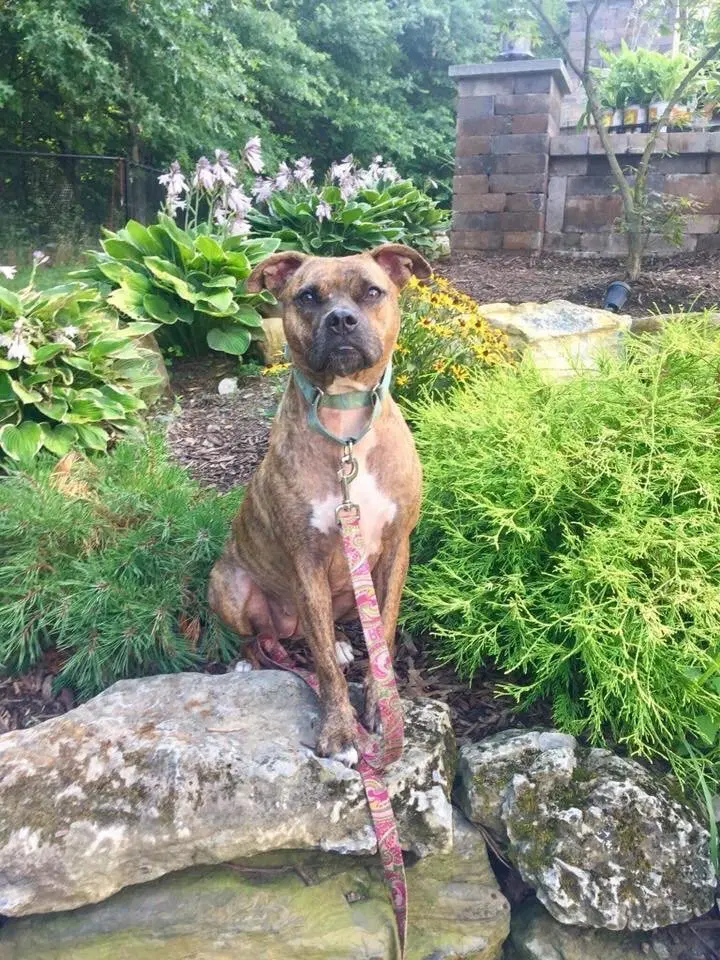 Nala - Boxer