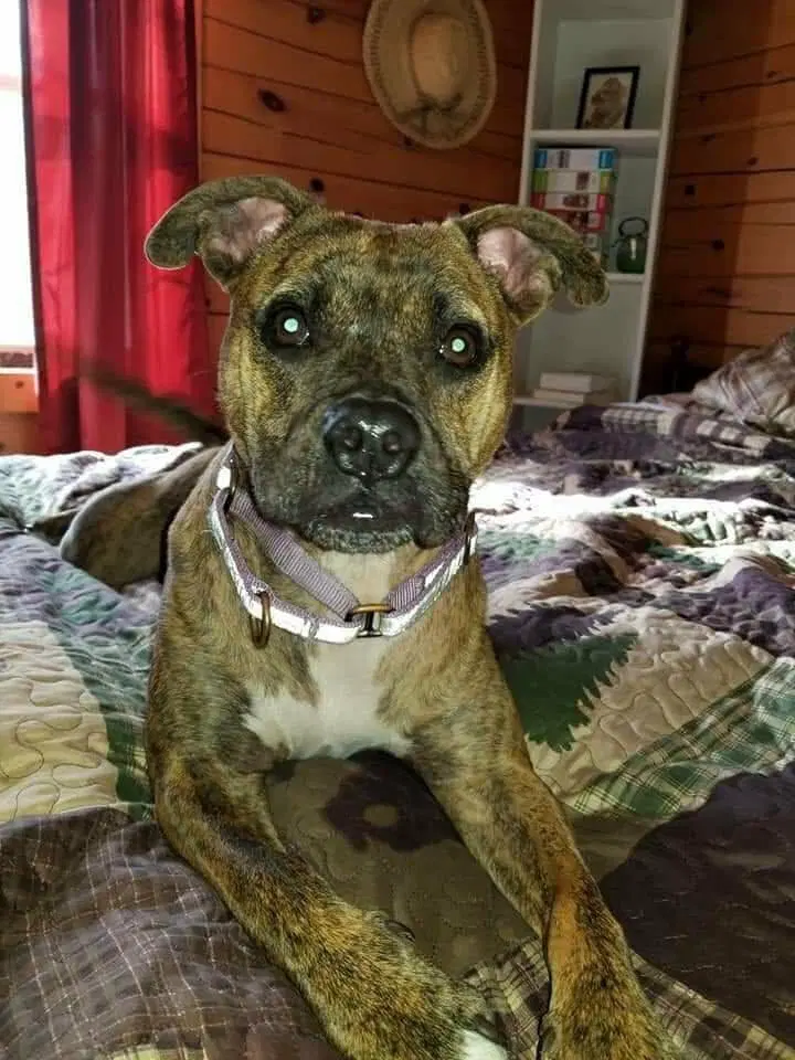 Nala image 2