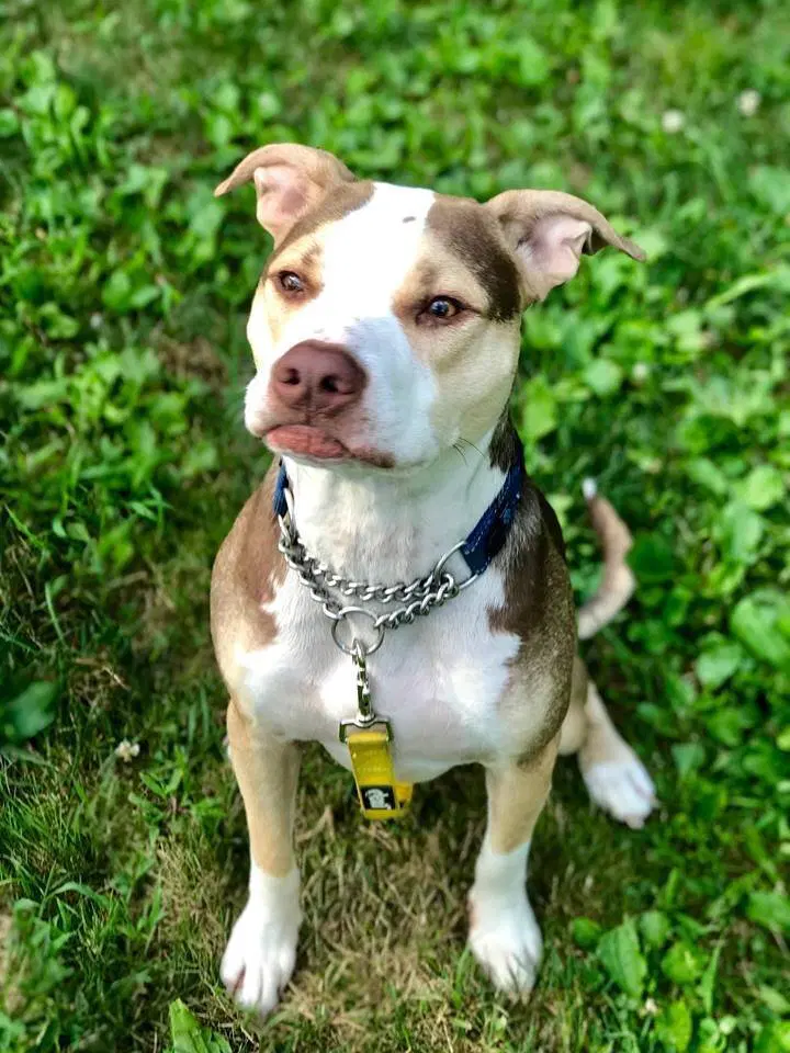 Yogi - Pit Bull Terrier
