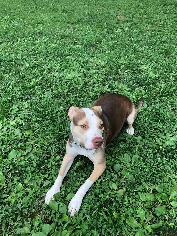 Yogi image 2