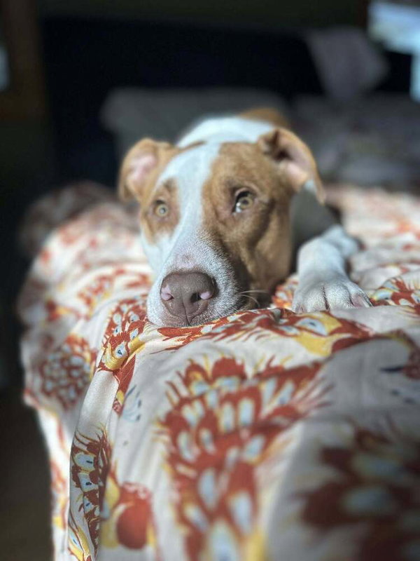 Cane