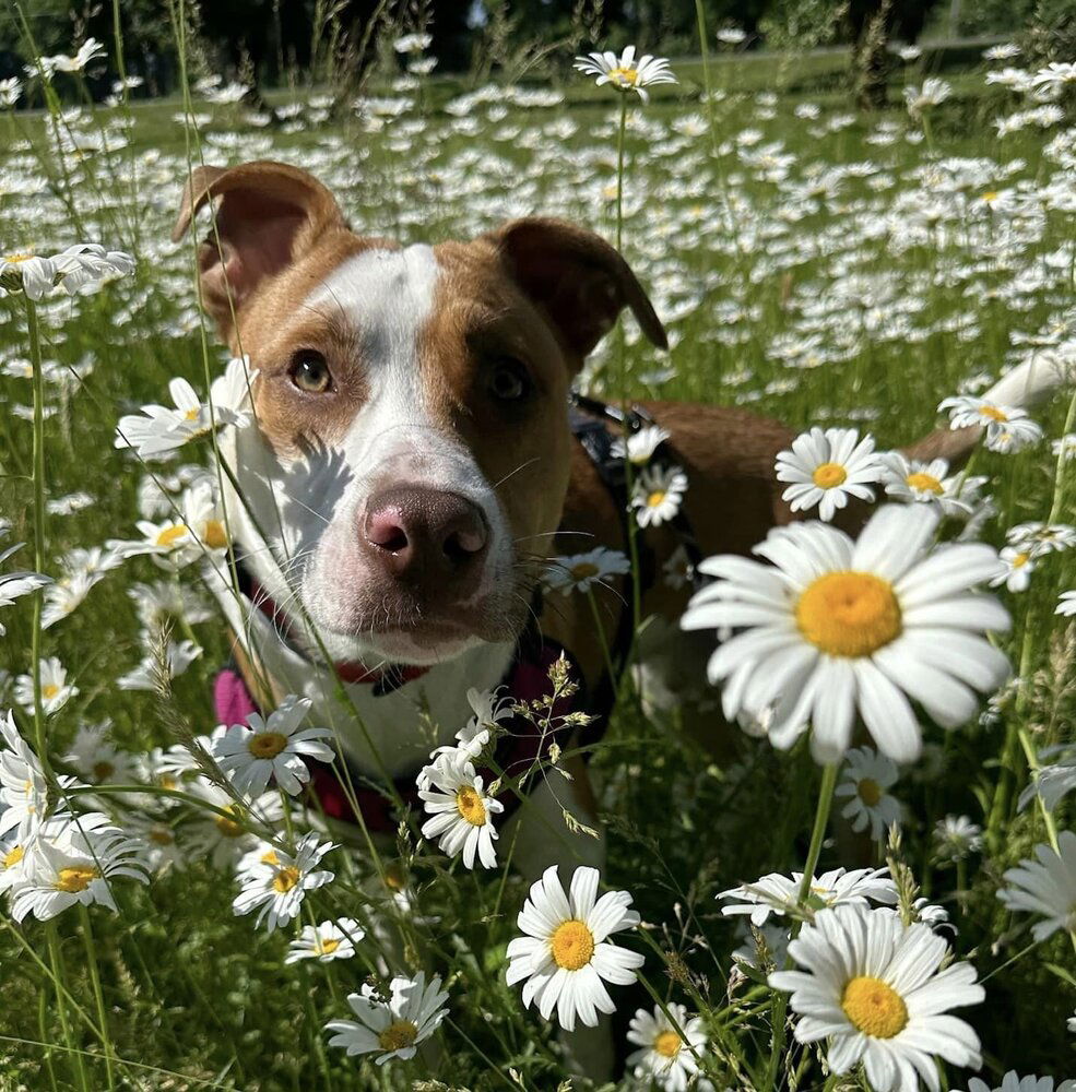 adoptable Dog in New York, NY named Cane (AL)