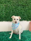 adoptable Dog in New York, NY named Myrtle (TX)