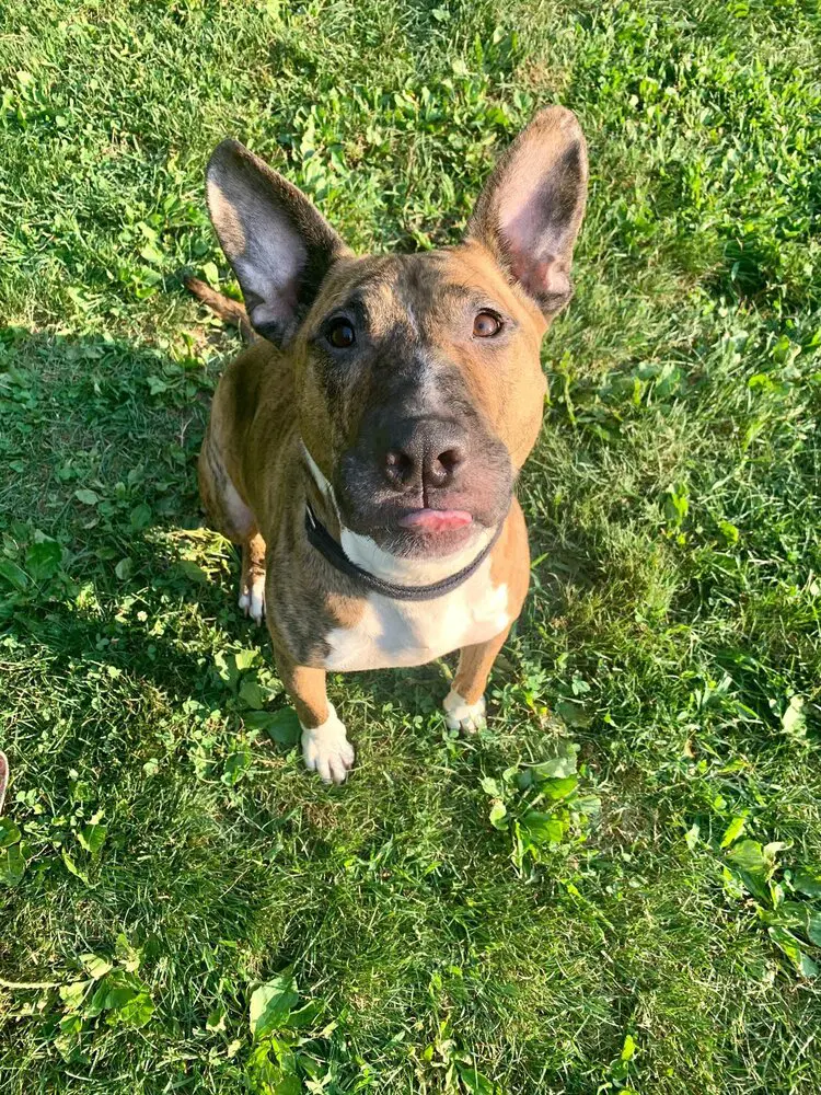 Tigger - Bull Terrier