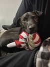 adoptable Dog in New York, NY named Omari (TX)