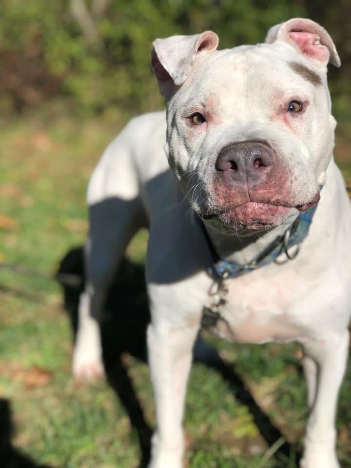 adoptable Dog in New York, NY named Jeter