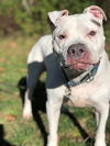 adoptable Dog in New York, NY named Jeter