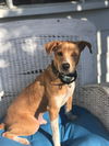 adoptable Dog in  named Wes (TX)