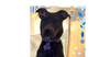 Cookie (AL) - Photo 2