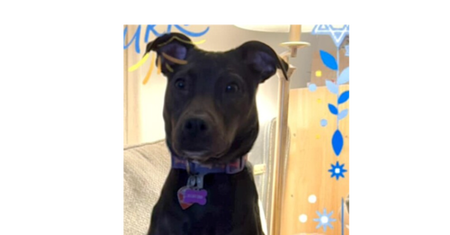 COOKIE (AL) - Pit Bull Terrier available for adoption