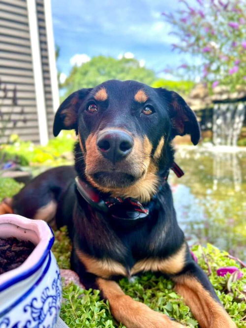 Mocha (TX) aka Noir — Rottweiler
