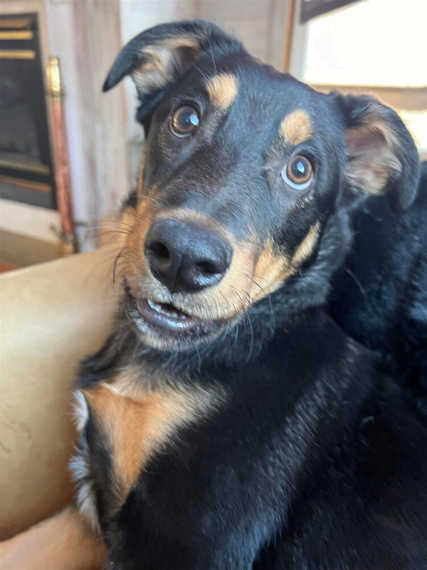 Mocha (TX) aka Noir