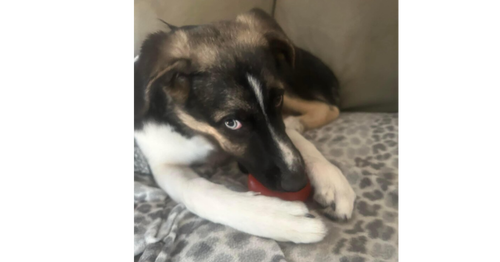 Colby (TX), an adoptable Terrier in New York, NY