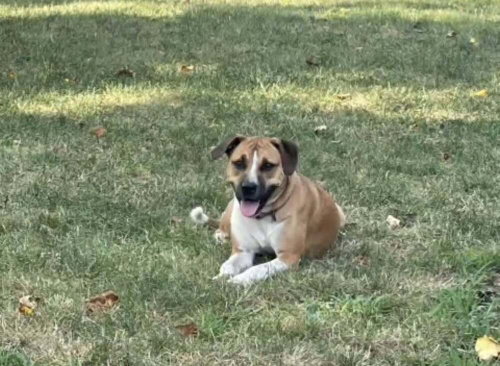 BABY JANE (AL) - Pit Bull Terrier available for adoption