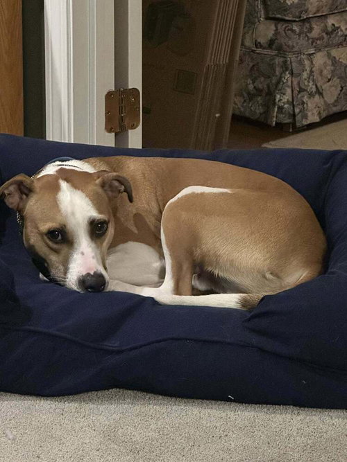 BARON (AL) - Pit Bull Terrier available for adoption