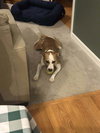 Baron (AL) - Photo 2