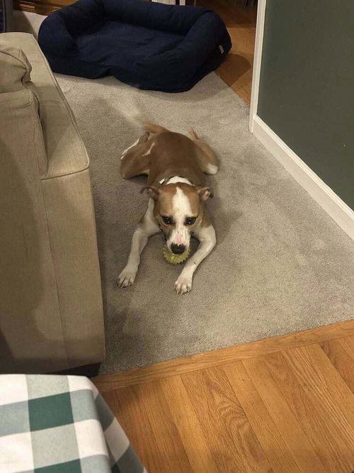 BARON (AL) - Pit Bull Terrier available for adoption