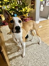 Baron (AL) - Photo 3