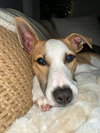 Baron (AL) - Photo 4