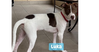 Luka (TX) - Photo 1