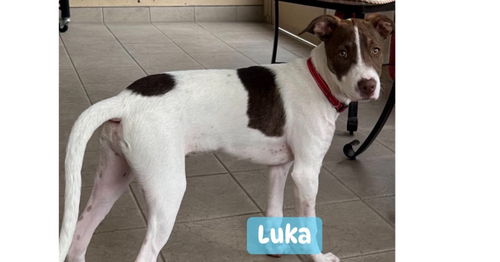 Luka (TX)