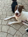 Luka (TX) - Photo 2