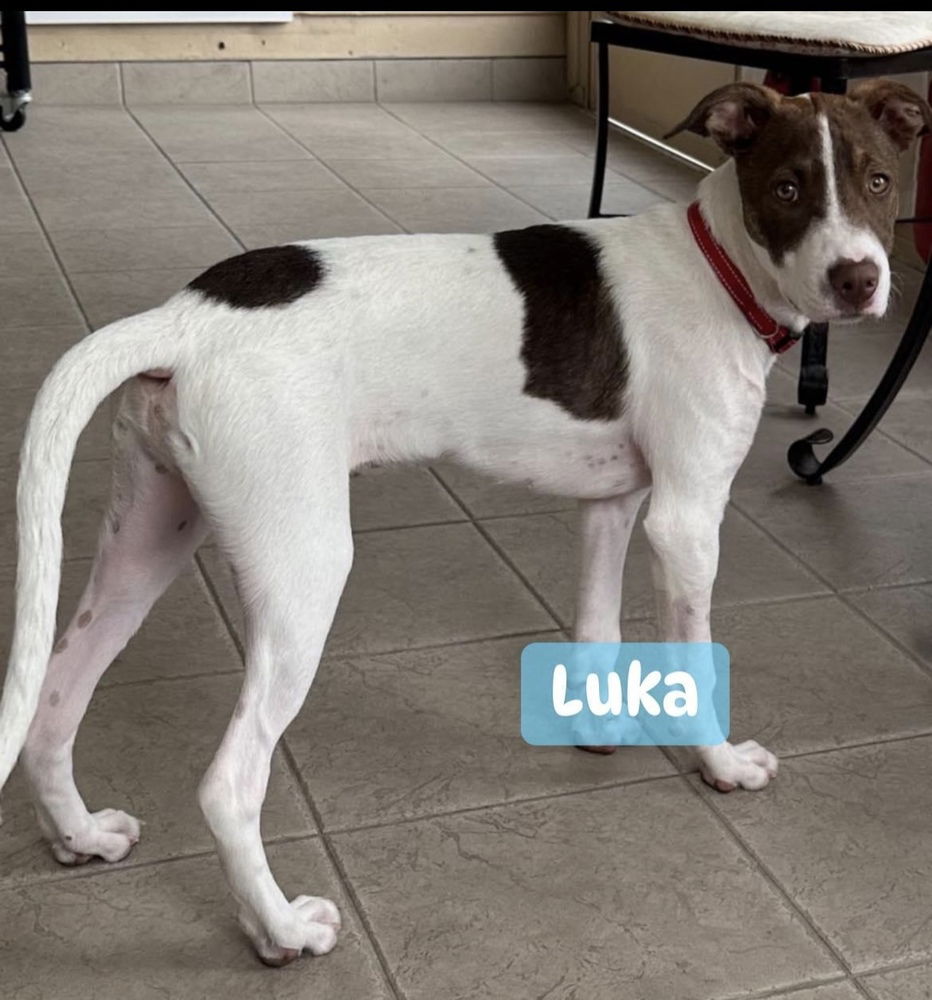 adoptable Dog in New York, NY named Luka (TX)