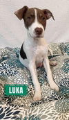 Luka (TX)