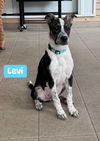 adoptable Dog in  named Levi (TX)