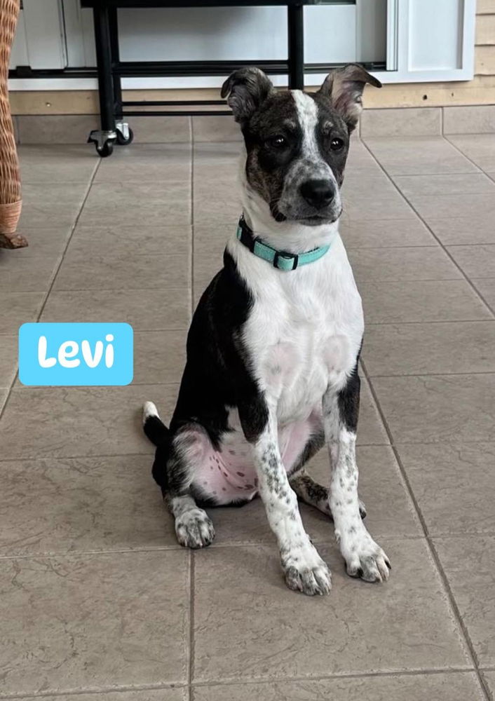 adoptable Dog in New York, NY named Levi (TX)