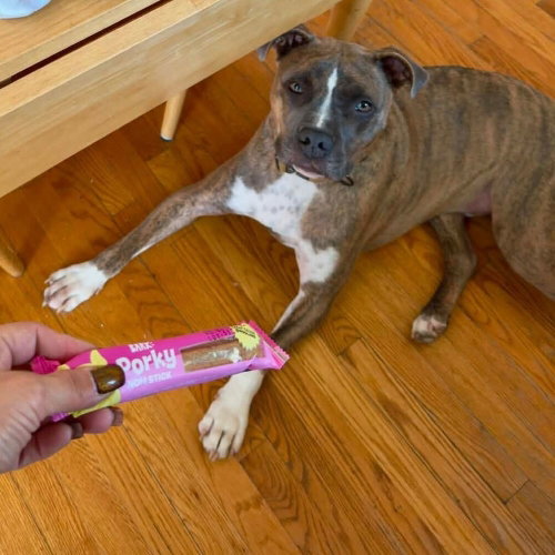 HATCHER (GA) - Boxer available for adoption